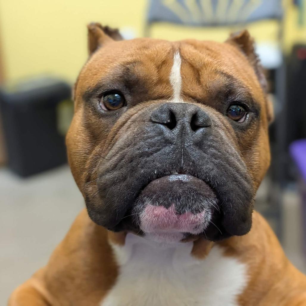 Enlarge Bongo, a Adoptable English Bulldog in Zuni, VA image 3/6