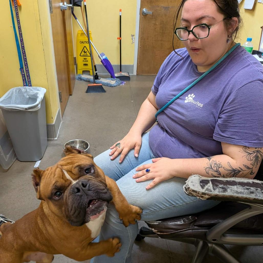 Enlarge Bongo, a Adoptable English Bulldog in Zuni, VA image 4/6