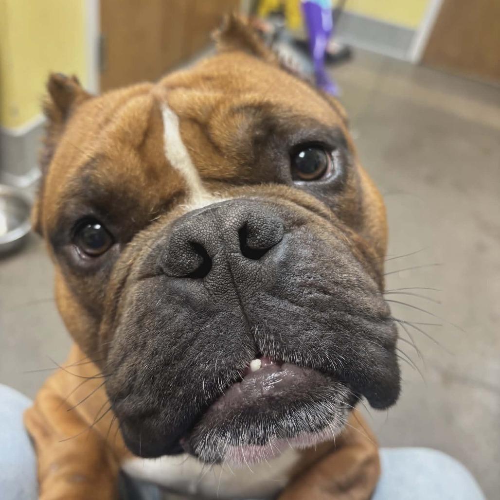 Enlarge Bongo, a Adoptable English Bulldog in Zuni, VA image 5/6