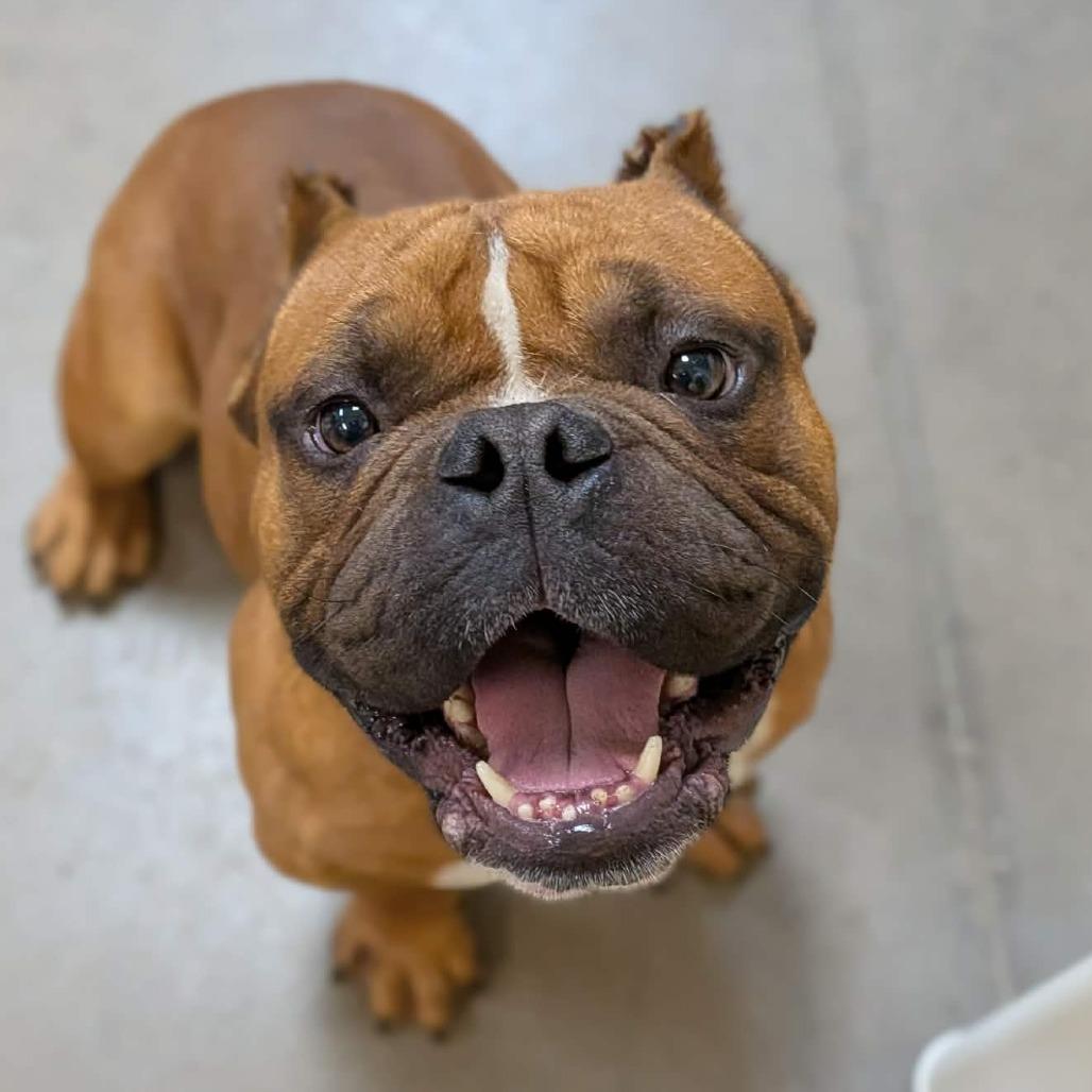 Enlarge Bongo, a Adoptable English Bulldog in Zuni, VA image 6/6