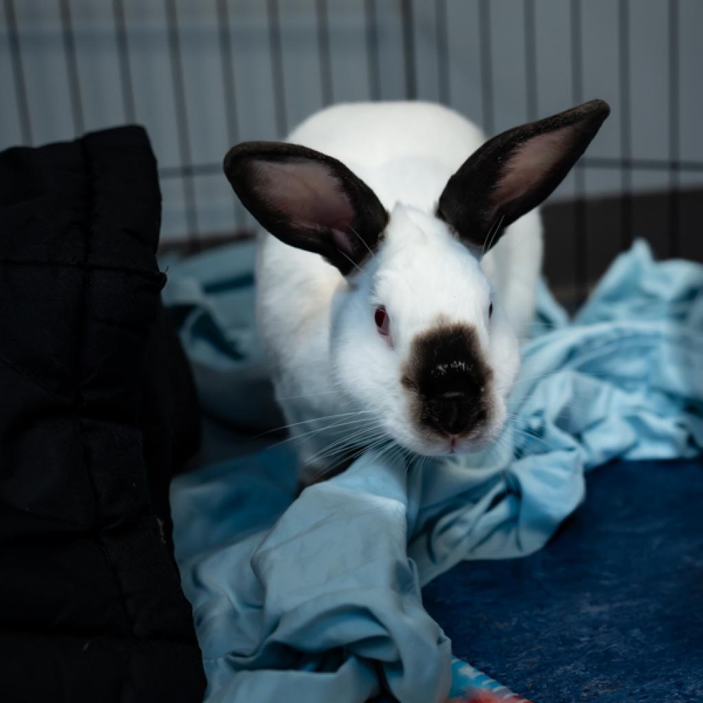 Enlarge MacBeth, a Adoptable Californian in Houston, TX image 2/6