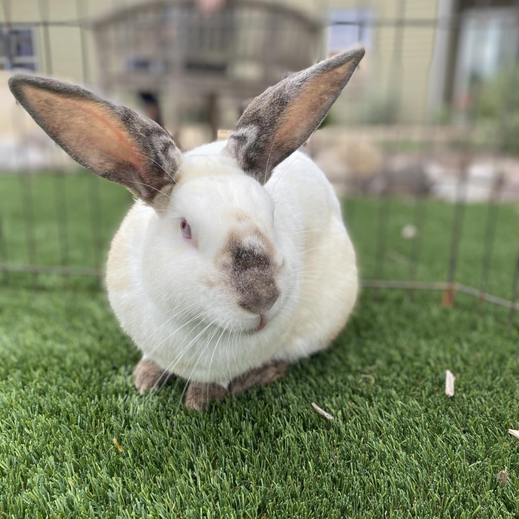 Enlarge MacBeth, a Adoptable Californian in Houston, TX image 3/6