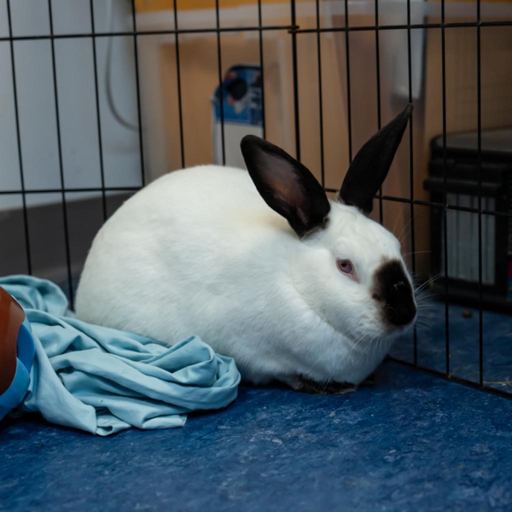 Enlarge MacBeth, a Adoptable Californian in Houston, TX image 4/6