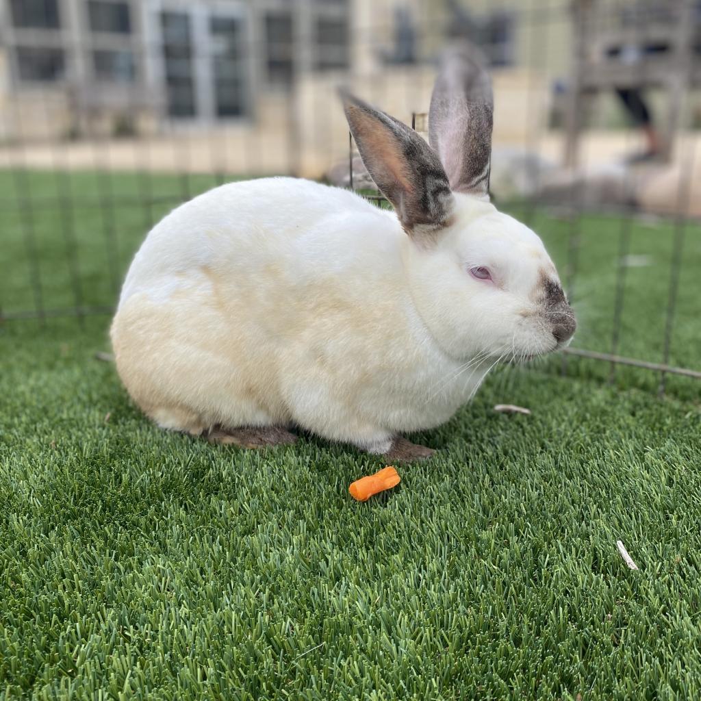 Enlarge MacBeth, a Adoptable Californian in Houston, TX image 5/6
