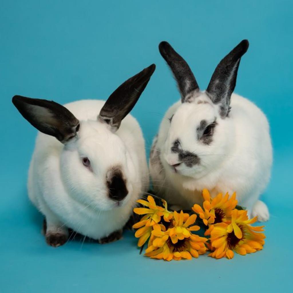 Enlarge MacBeth, a Adoptable Californian in Houston, TX image 6/6