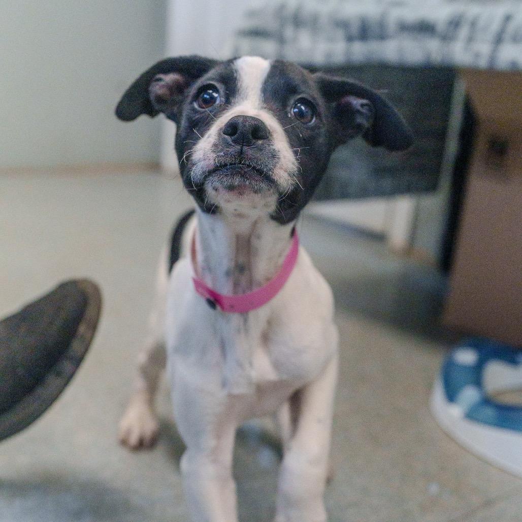 Delta, Adoptable, Puppy Female Terrier.