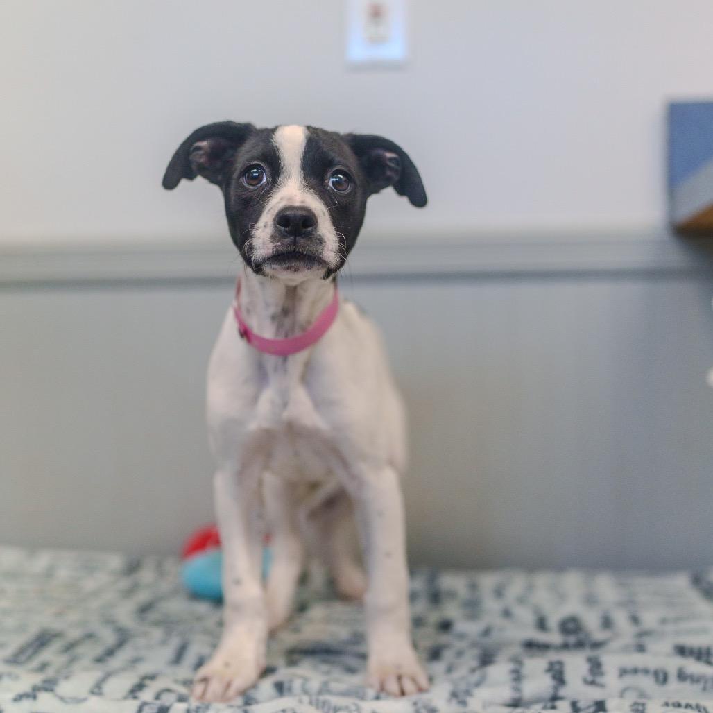 Enlarge Delta, a Adoptable mixed breed in Pawling, NY image 2/6