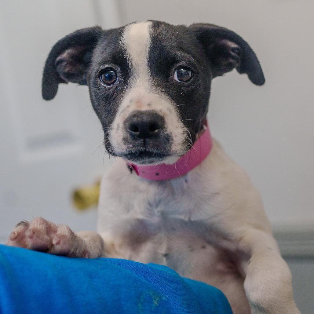 Enlarge Delta, a Adoptable mixed breed in Pawling, NY image 3/6