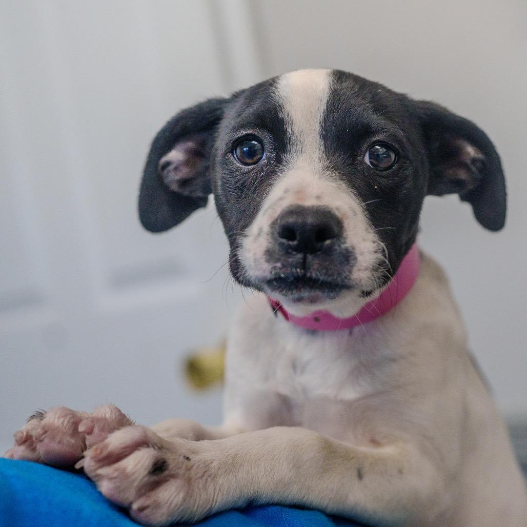 Enlarge Delta, a Adoptable mixed breed in Pawling, NY image 4/6