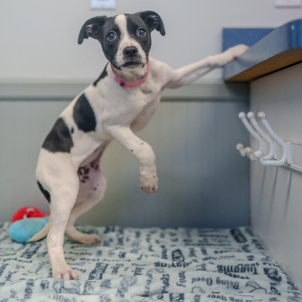 Enlarge Delta, a Adoptable mixed breed in Pawling, NY image 5/6