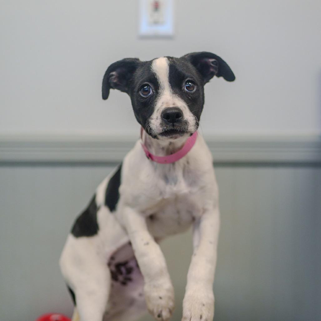 Enlarge Delta, a Adoptable mixed breed in Pawling, NY image 6/6