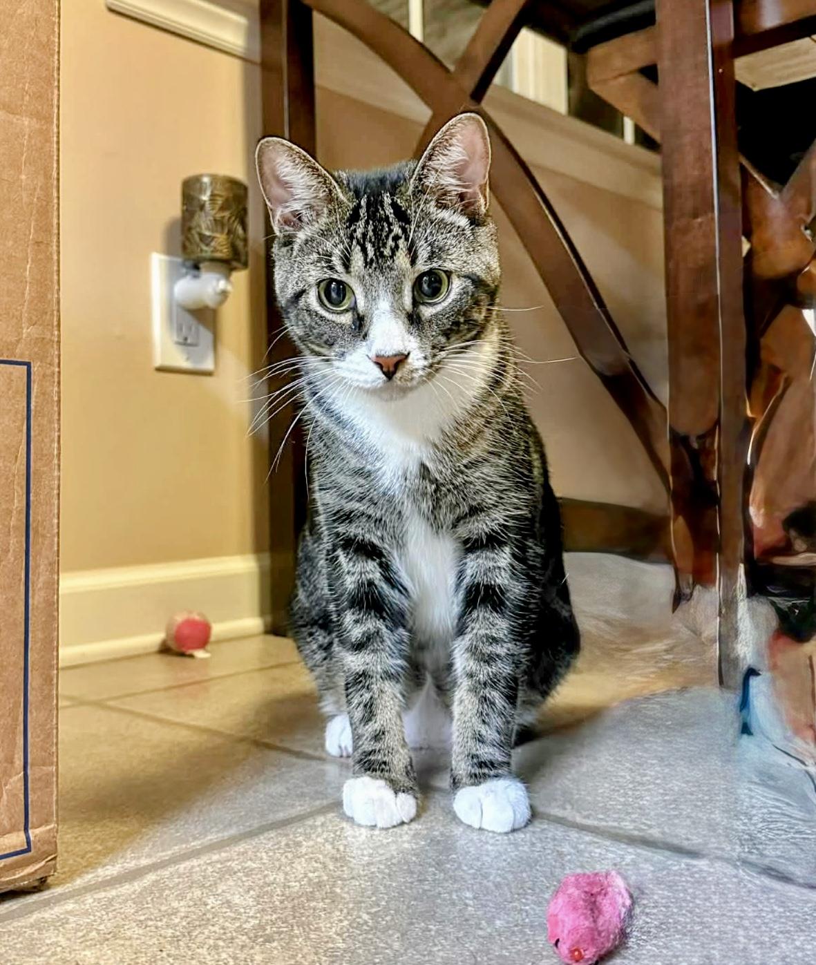 Nigai, a Adoptable Domestic Short Hair in Apex, NC image 6/6