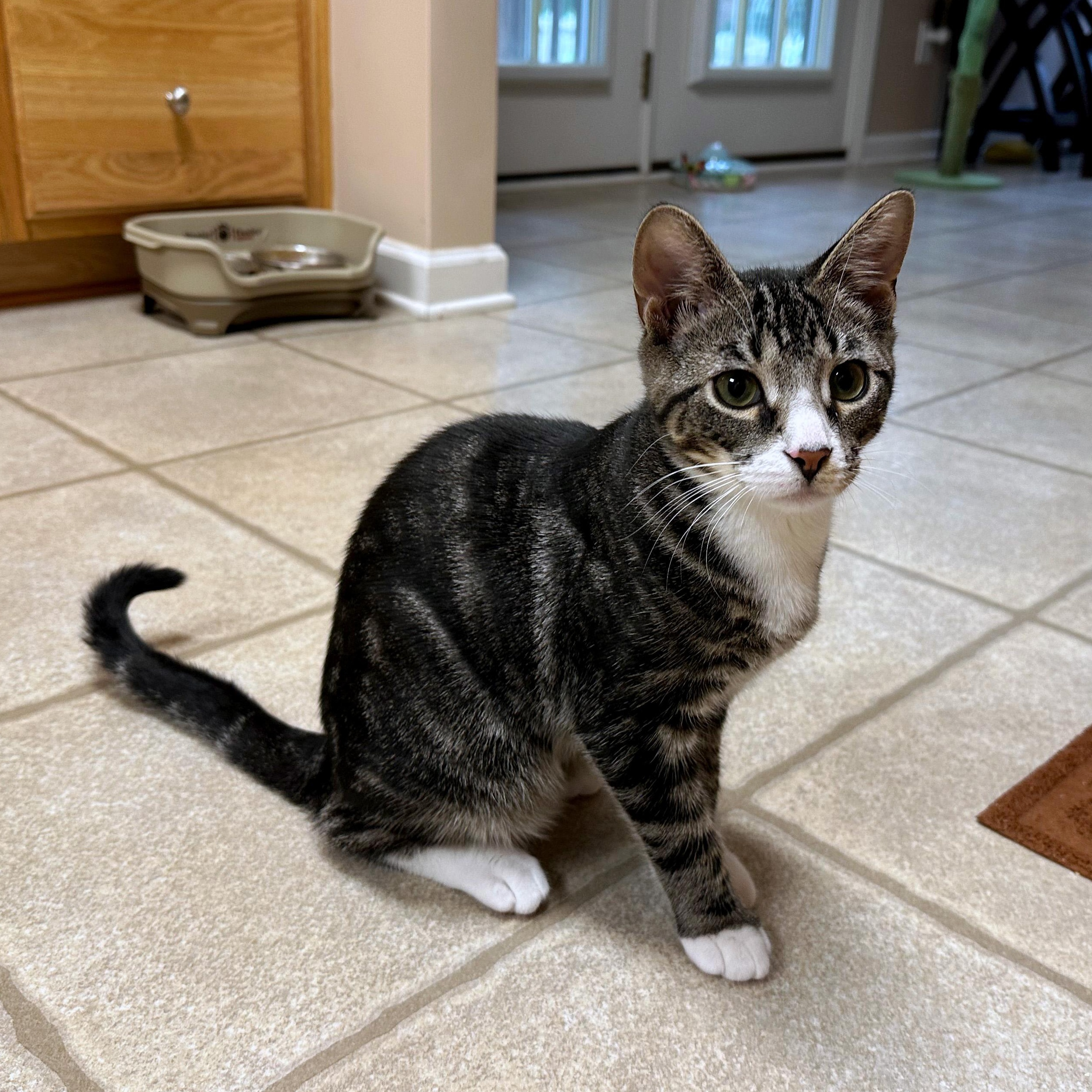 Nigai, a Adoptable Domestic Short Hair in Apex, NC image 5/6