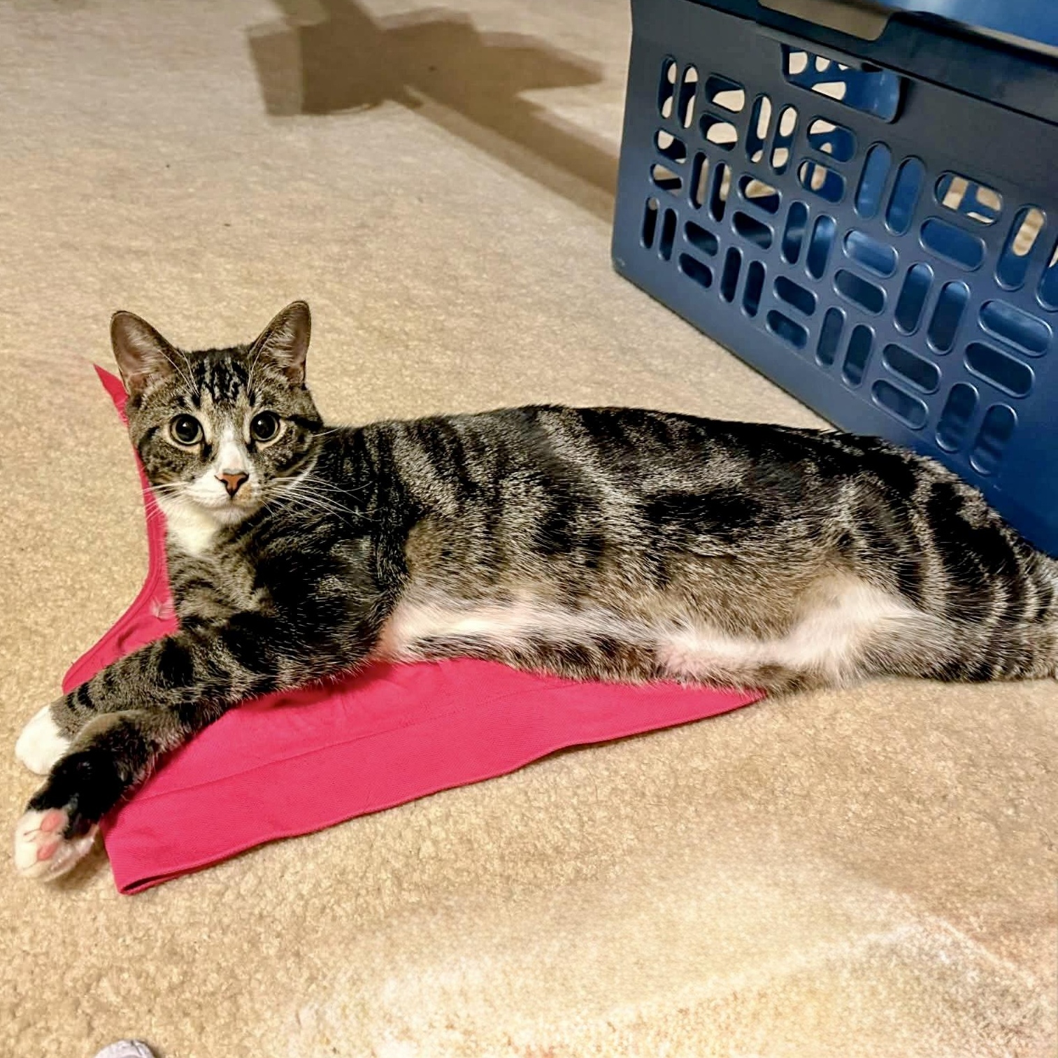 Nigai, a Adoptable Domestic Short Hair in Apex, NC image 2/6