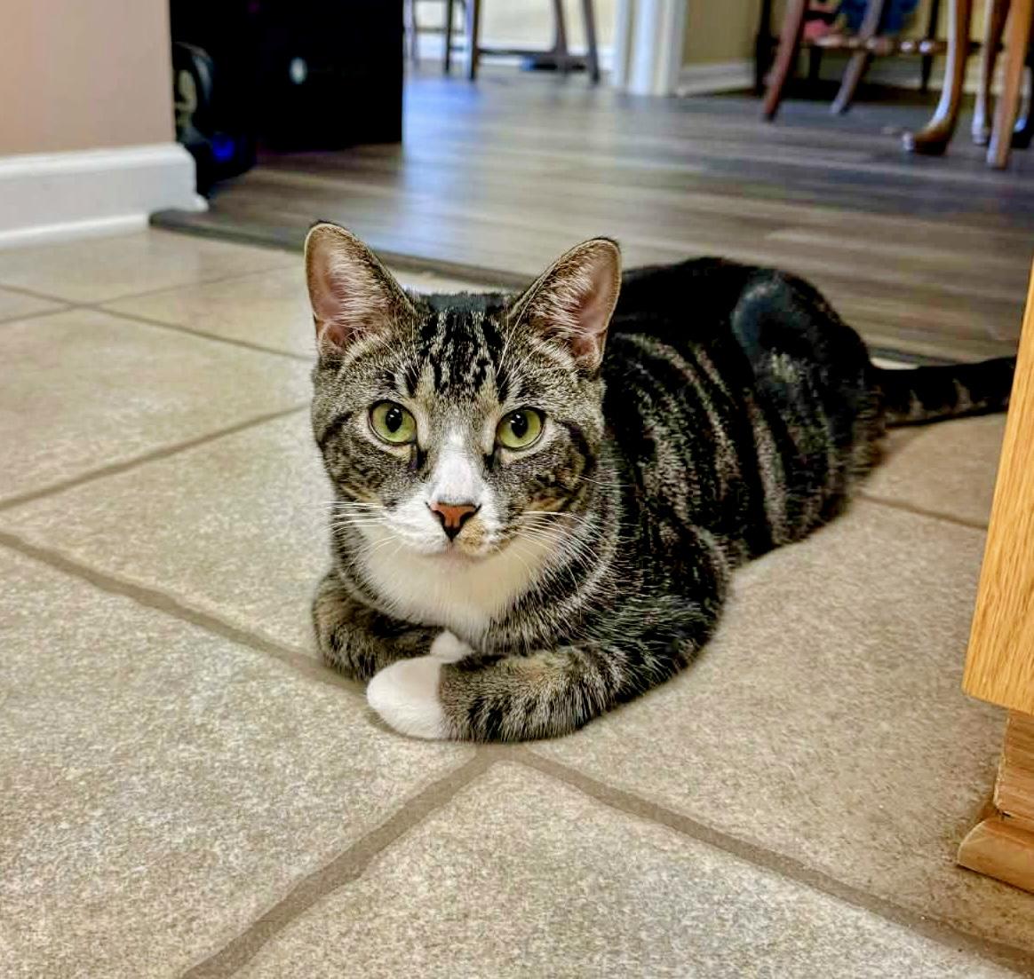 Nigai, Adoptable, Young Male Domestic Short Hair.