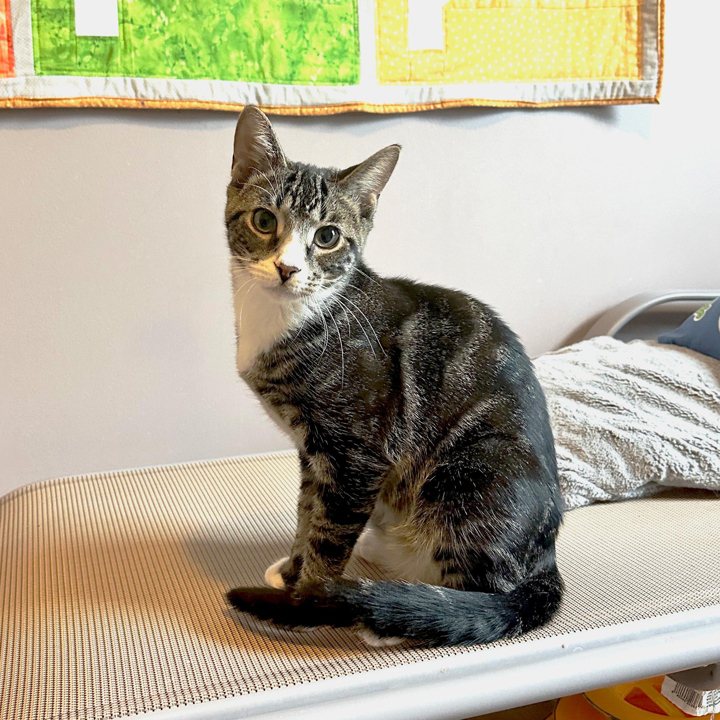 Nigai, a Adoptable Domestic Short Hair in Apex, NC image 4/6