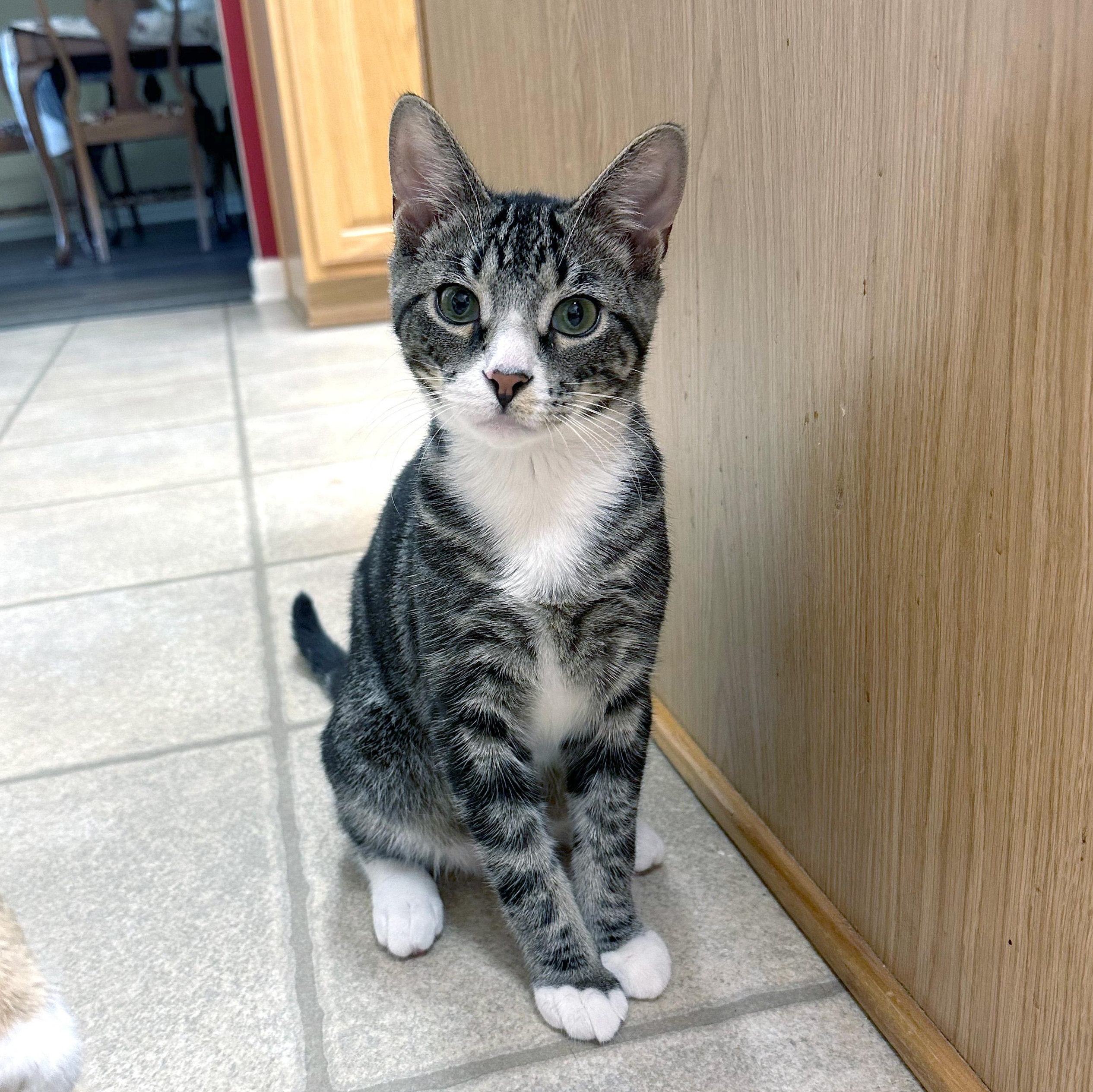 Nigai, a Adoptable Domestic Short Hair in Apex, NC image 3/6