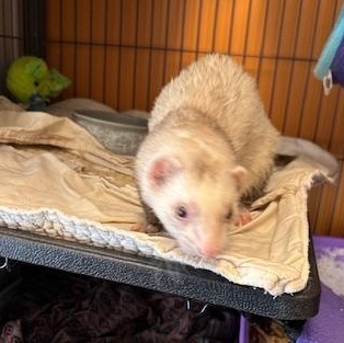 Enlarge Charlie, a Adopted Ferret in Madison, WI image 2/3