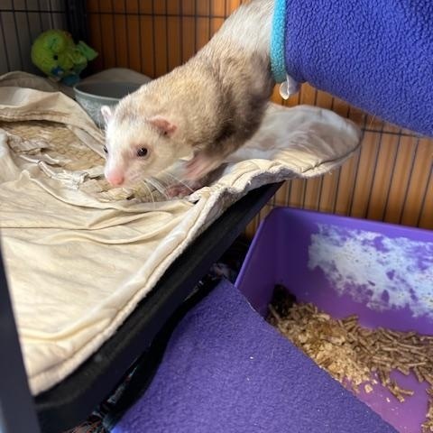 Enlarge Charlie, a Adopted Ferret in Madison, WI image 3/3