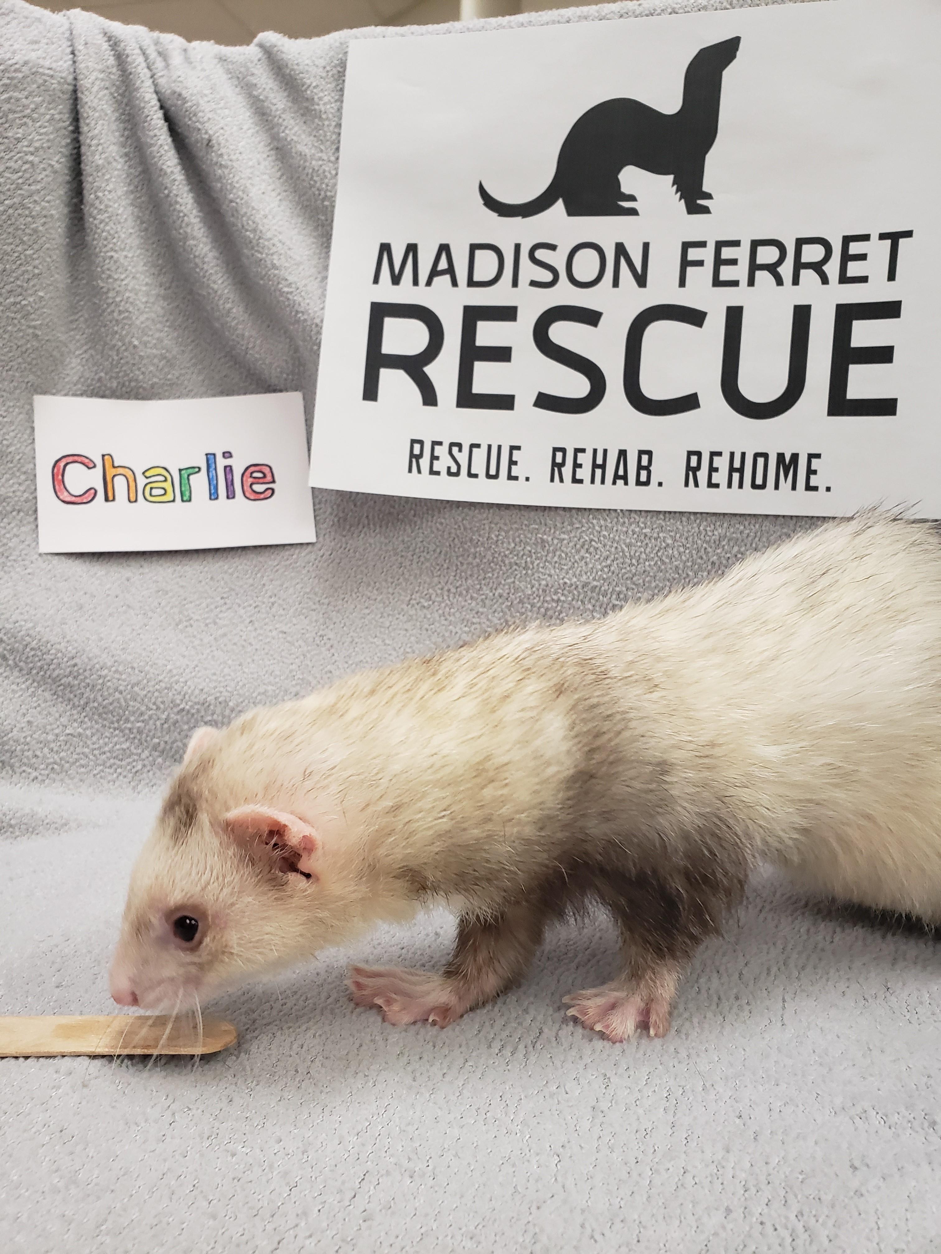 Enlarge Charlie, a Adopted Ferret in Madison, WI image 1/3