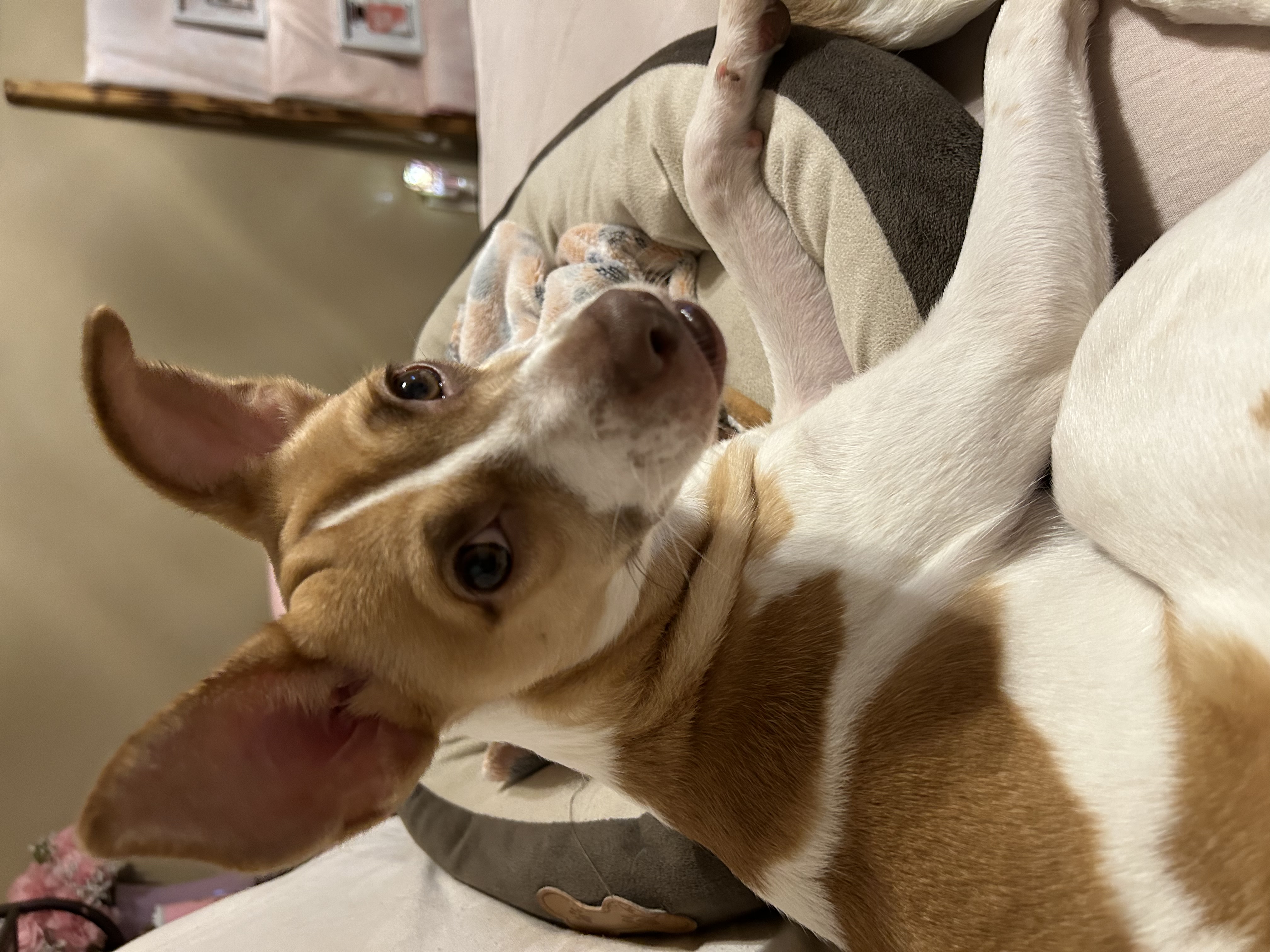 LEO (bonded with Little Larry) — thumbnail 3