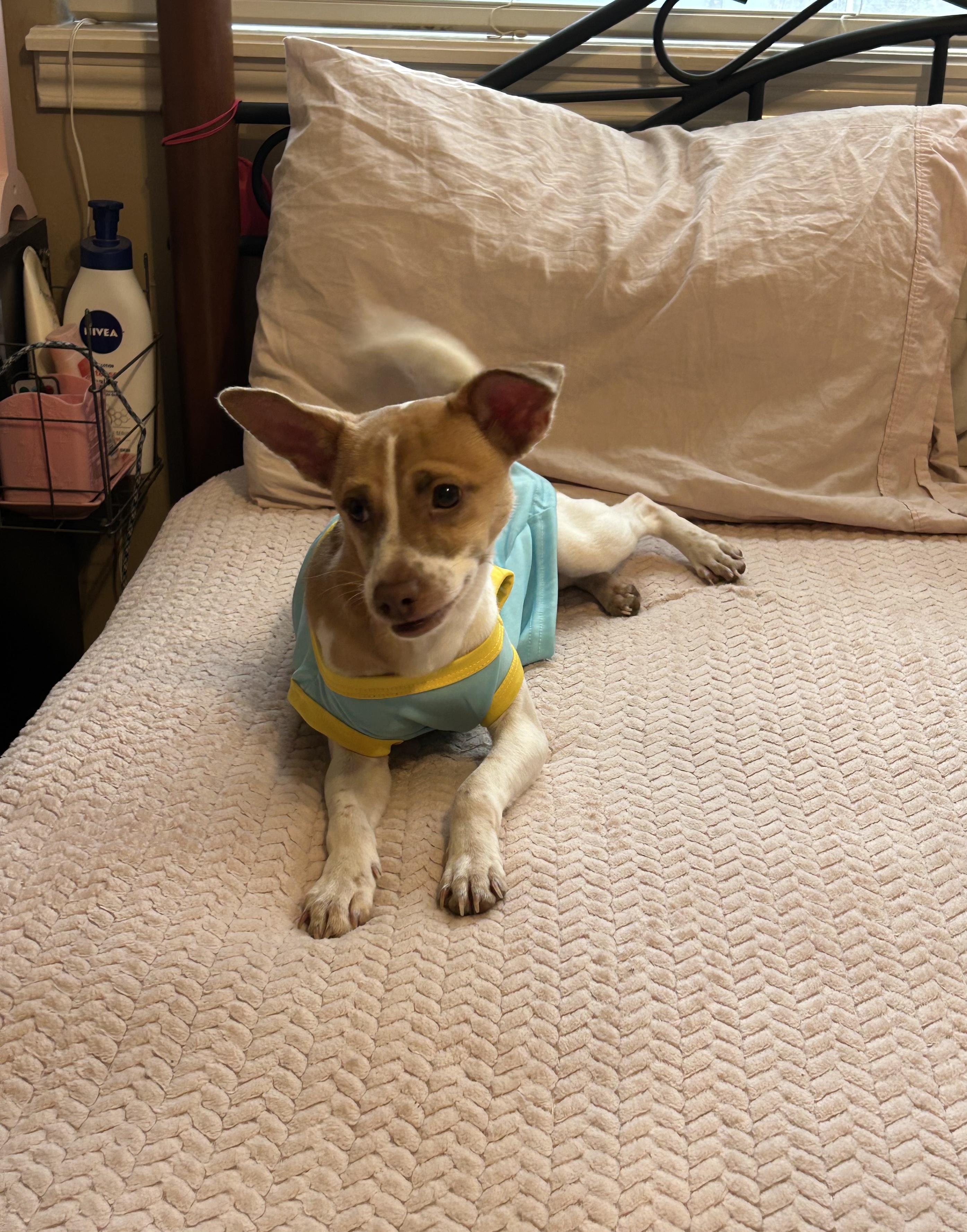 LEO (bonded with Little Larry) — thumbnail 5