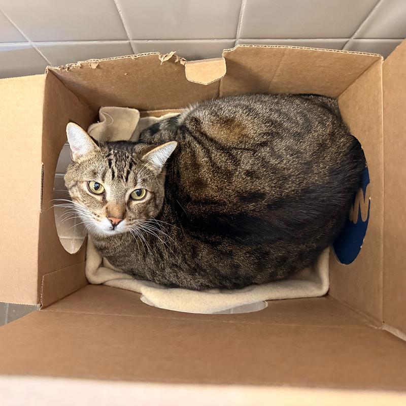 Big Boy, ADOPTABLE, Adult Male Domestic Short Hair.