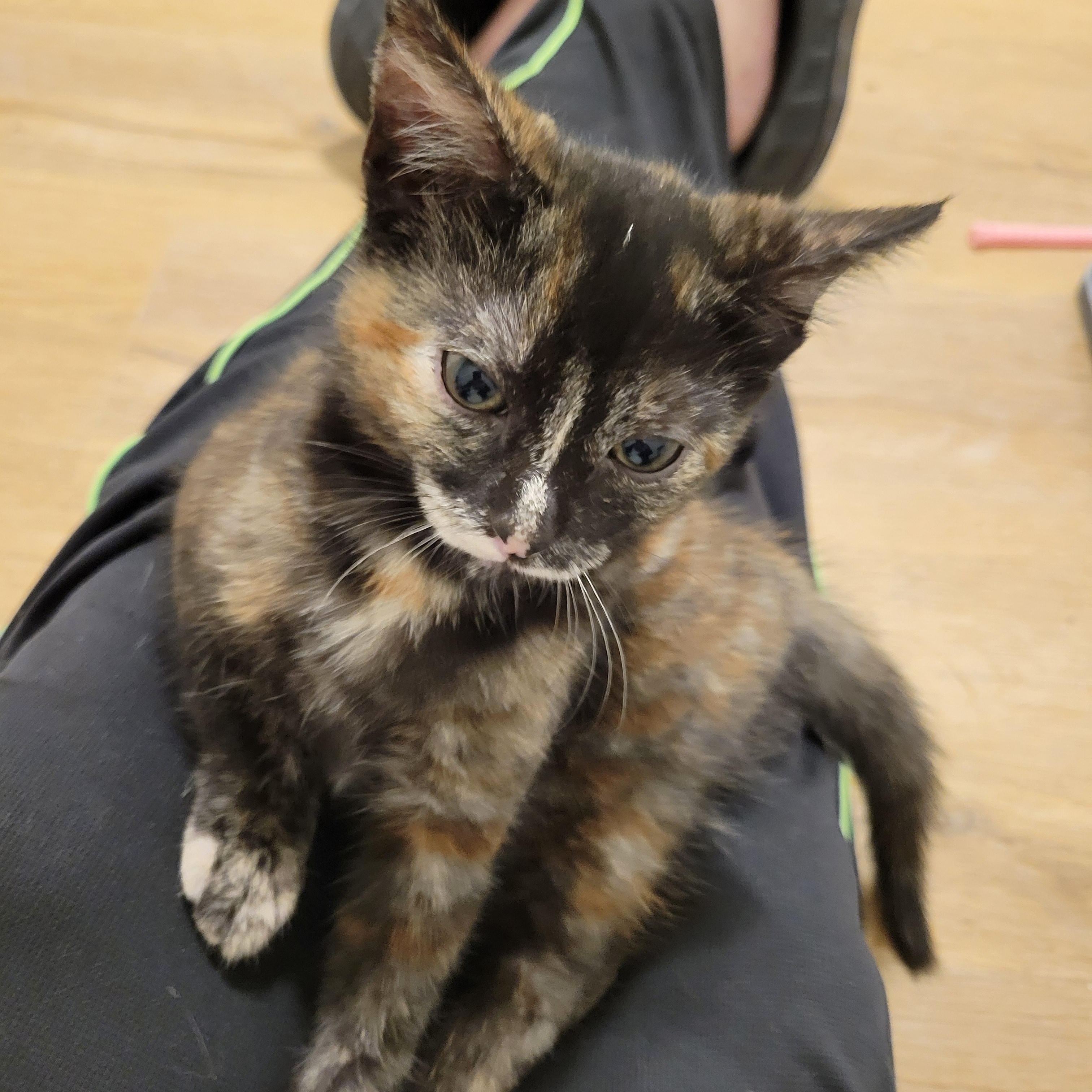 Enlarge Coco Puff, an adoption pending Domestic Short Hair in Elk Grove, CA image 1/1