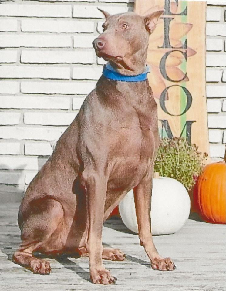 SEBASTIAN, a Adopted Doberman Pinscher in Imlay City, MI image 1/3
