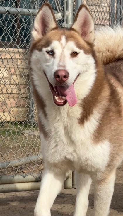 Lightning, Adoptable, Adult Male Siberian Husky & Mixed Breed.