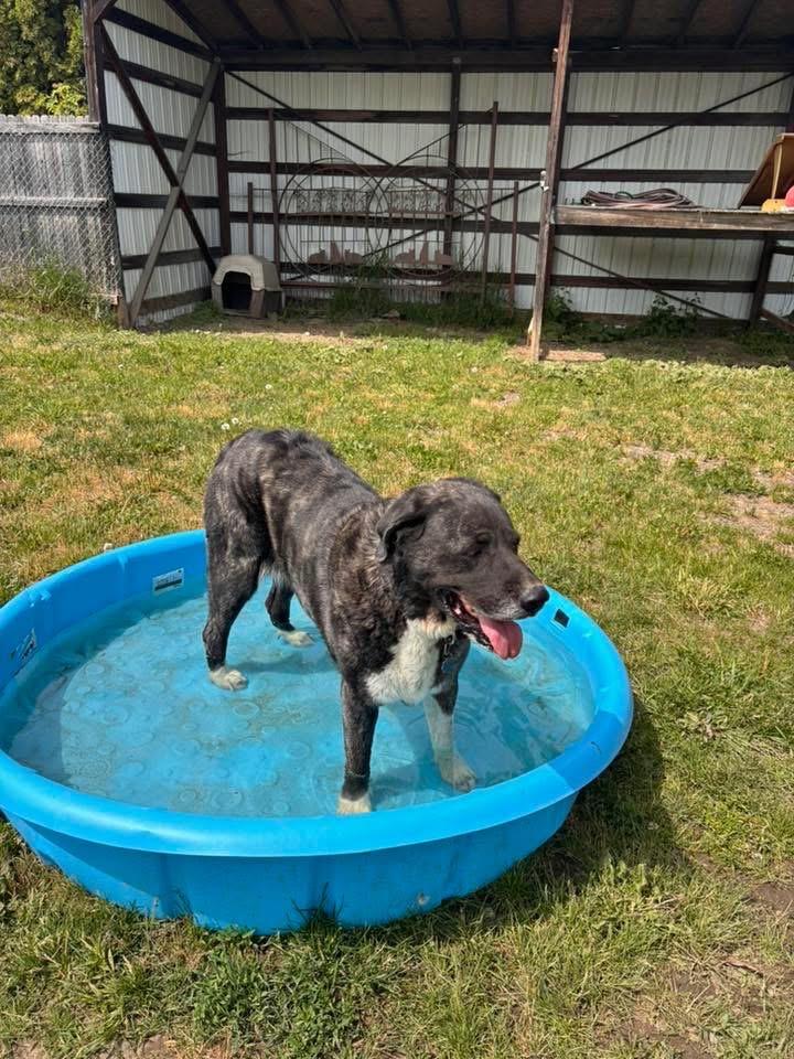Enlarge Duchess, a ADOPTABLE mixed breed in Bonners Ferry, ID image 3/5