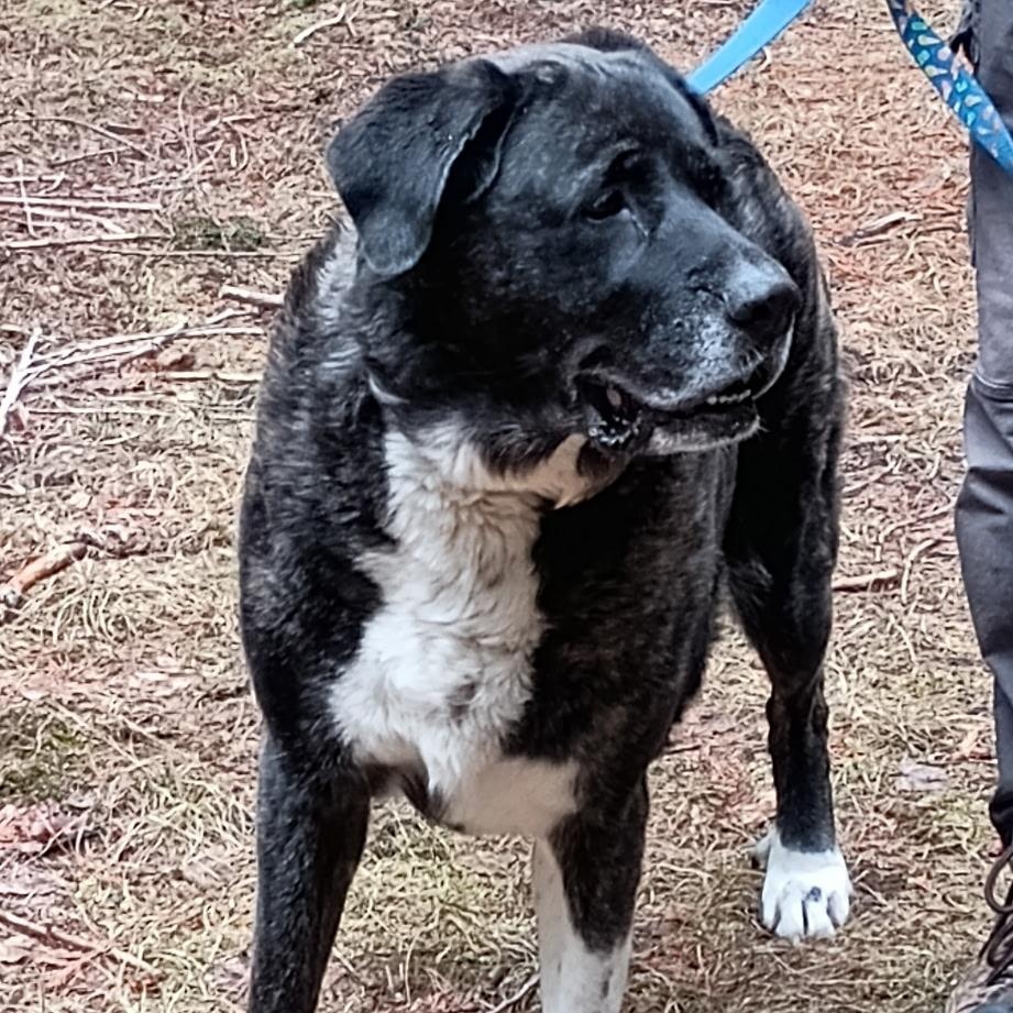 Enlarge Duchess, a ADOPTABLE mixed breed in Bonners Ferry, ID image 1/3