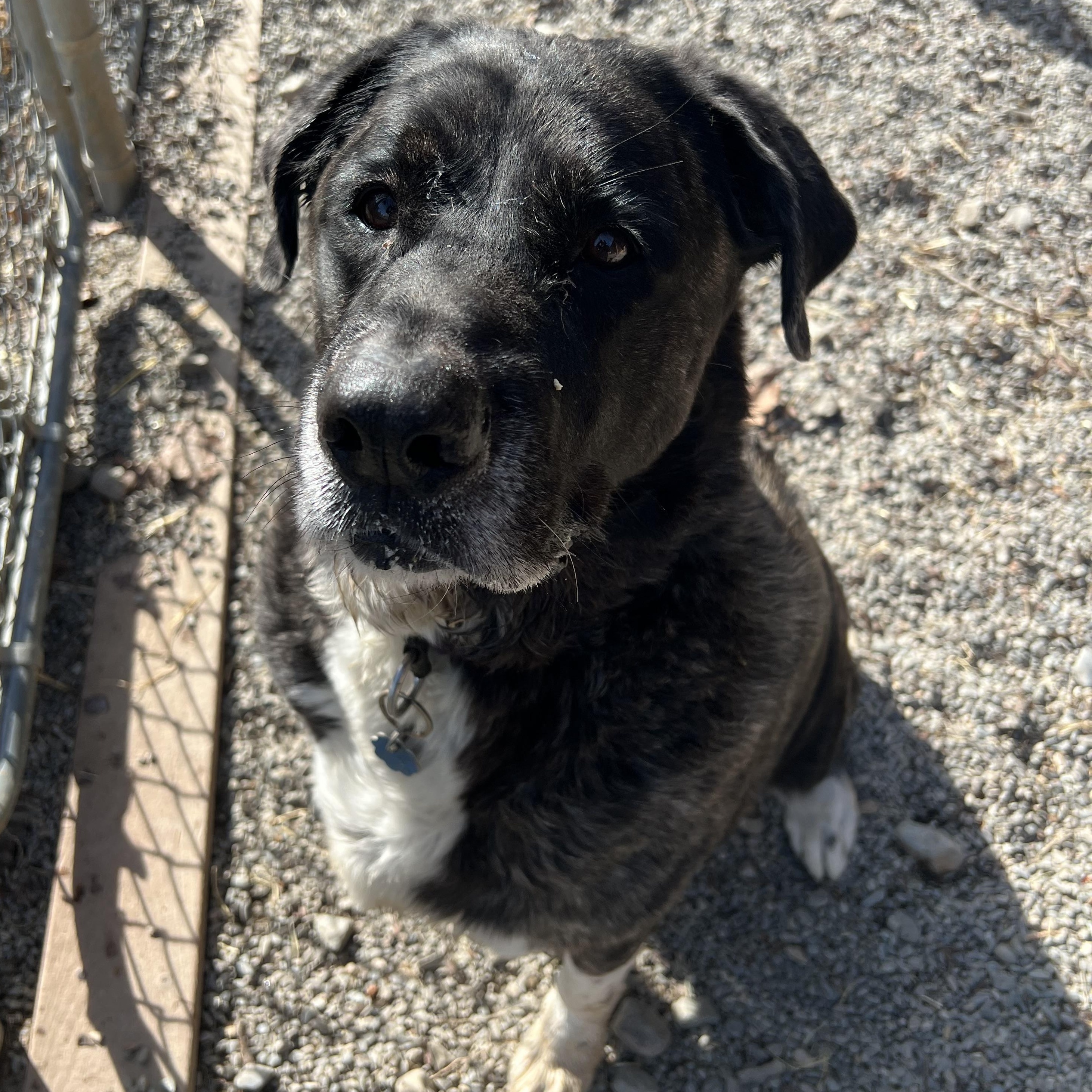 Duchess, ADOPTABLE, Senior Female Mastiff & Great Pyrenees.