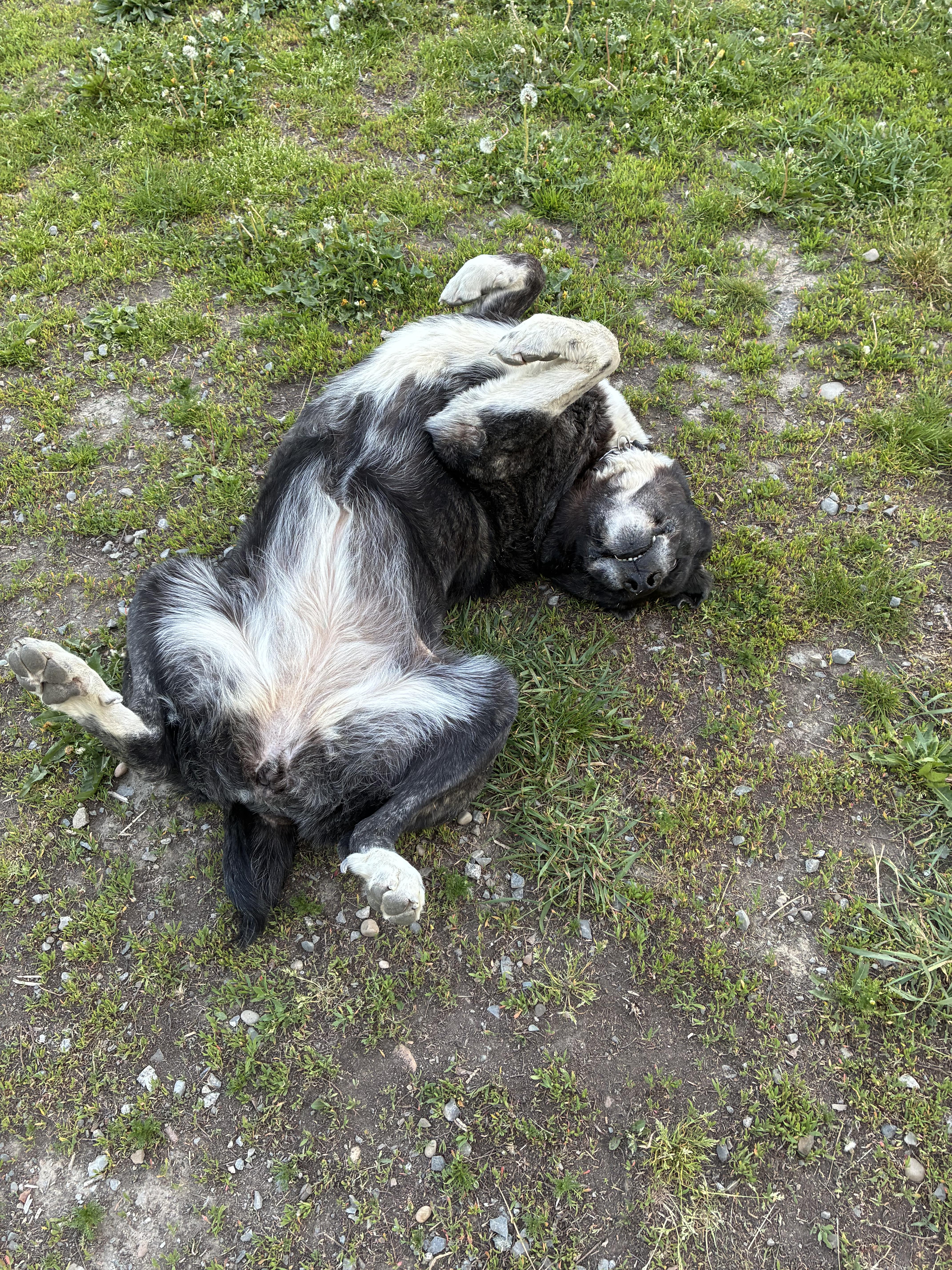 Enlarge Duchess, a ADOPTABLE mixed breed in Bonners Ferry, ID image 2/5