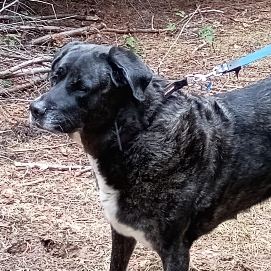 Enlarge Duchess, a ADOPTABLE mixed breed in Bonners Ferry, ID image 3/3