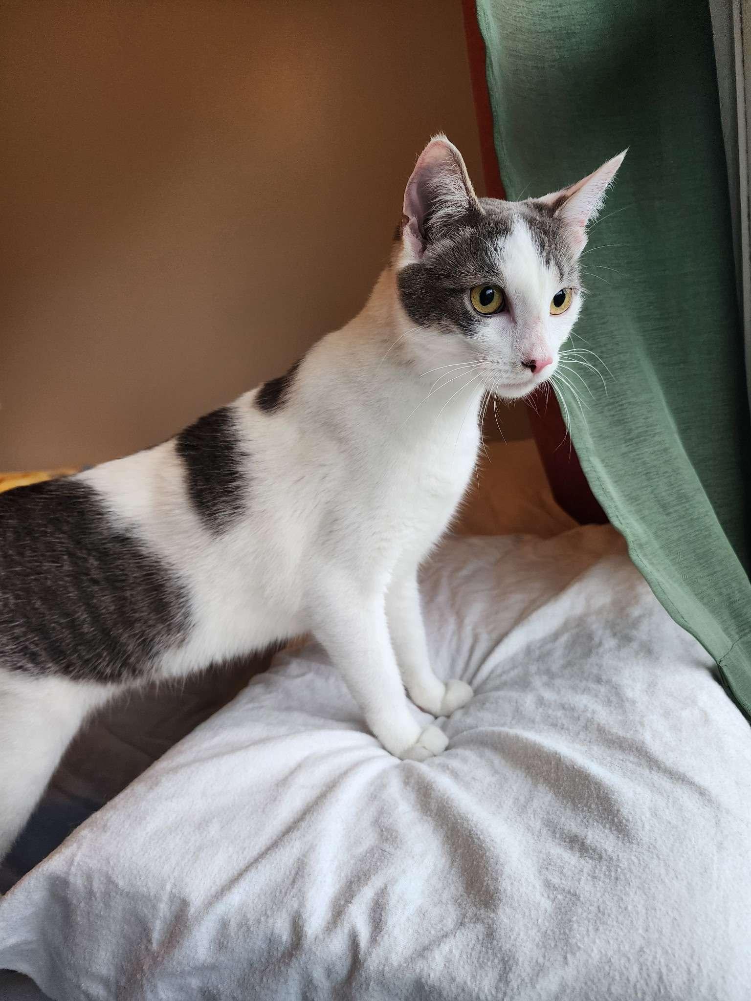 Willow, ADOPTABLE, Adult Female Domestic Short Hair.