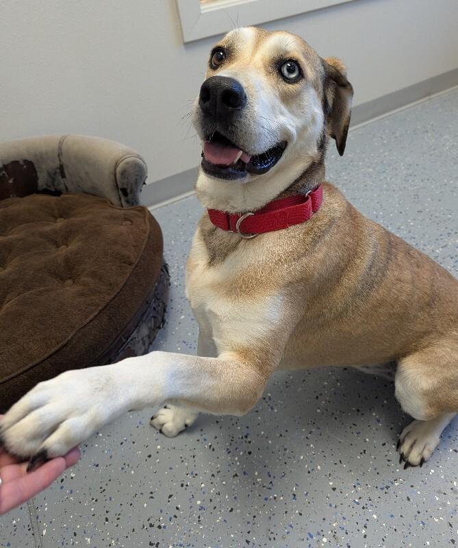Lily, Adoptable, Adult Female Mastiff & Mixed Breed.