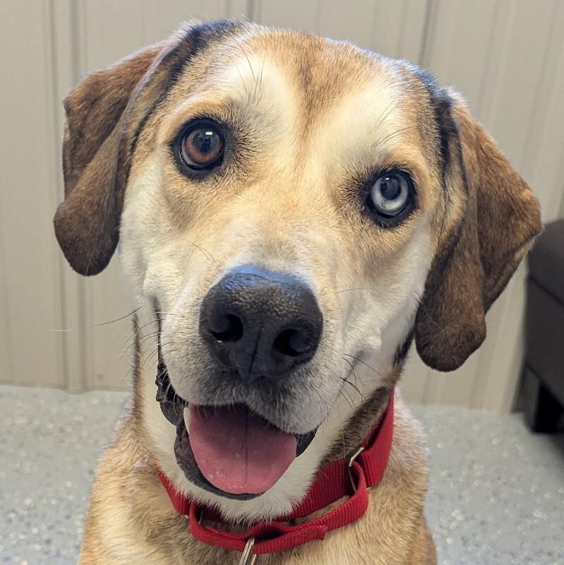 Lily, a Adoptable mixed breed in Yankton, SD image 2/4