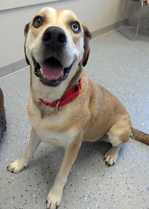 Lily, a Adoptable mixed breed in Yankton, SD image 3/4