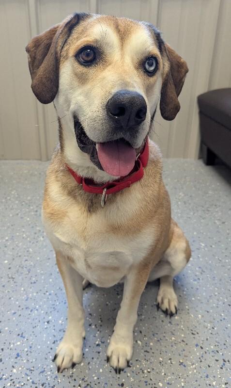Lily, a Adoptable mixed breed in Yankton, SD image 4/4