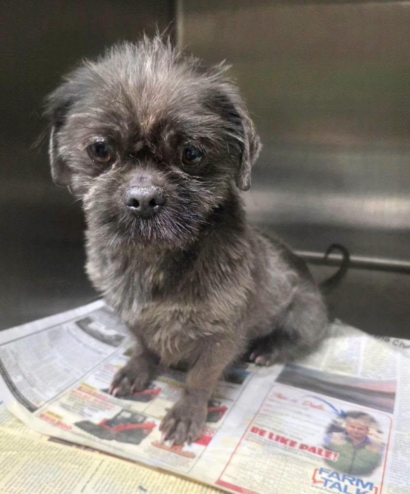 Enlarge Bluebird, a Adoptable Shih Tzu in Hillside, IL image 1/1