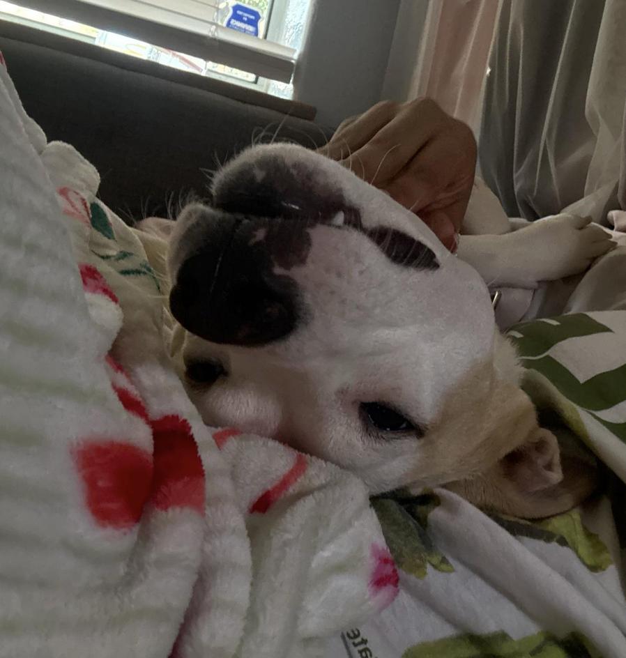 Enlarge Charlie, a Adoptable mixed breed in San Francisco, CA image 2/6