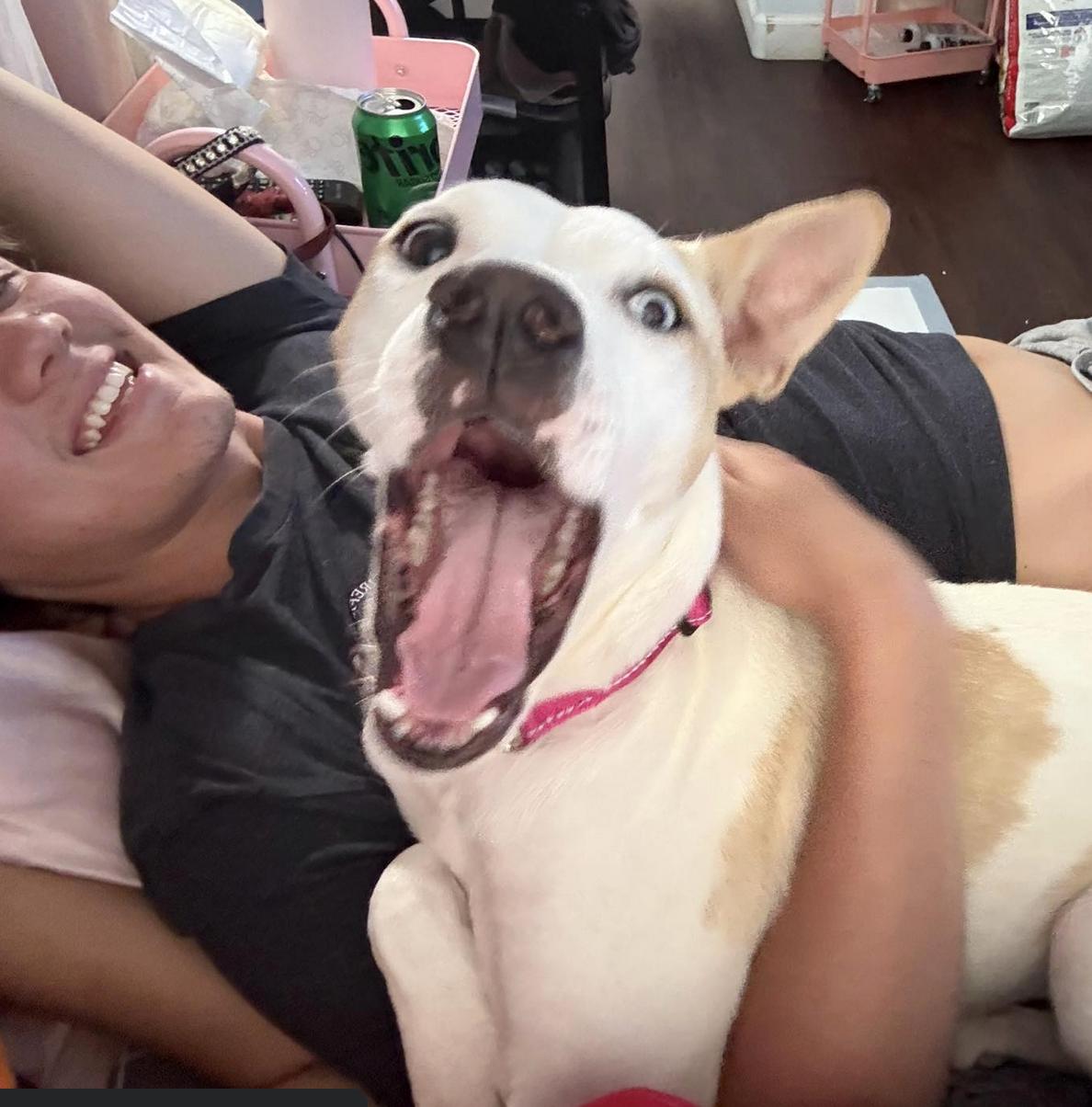 Enlarge Charlie, a Adoptable mixed breed in San Francisco, CA image 1/6