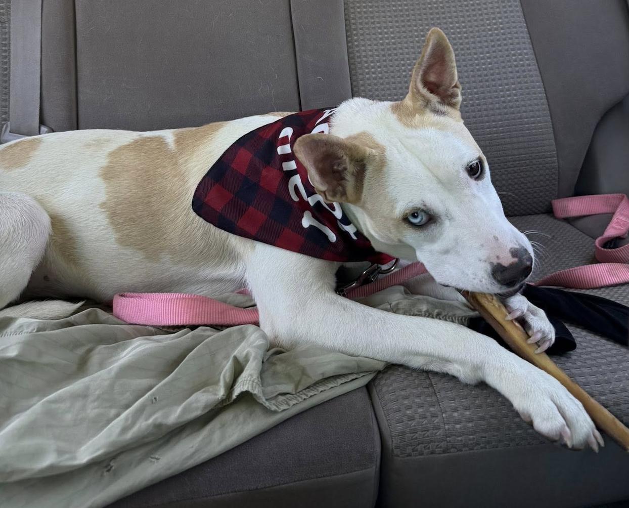 Enlarge Charlie, a Adoptable mixed breed in San Francisco, CA image 3/6