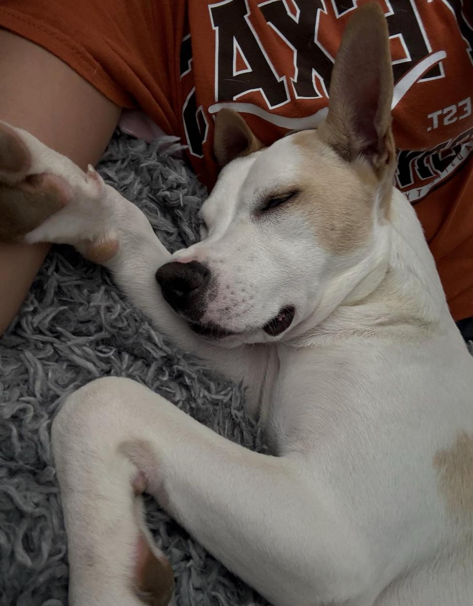 Enlarge Charlie, a Adoptable mixed breed in San Francisco, CA image 4/6