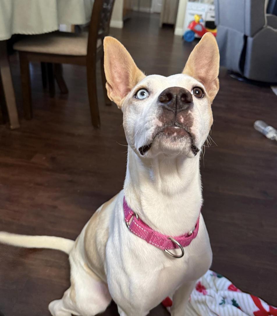 Enlarge Charlie, a Adoptable mixed breed in San Francisco, CA image 5/6