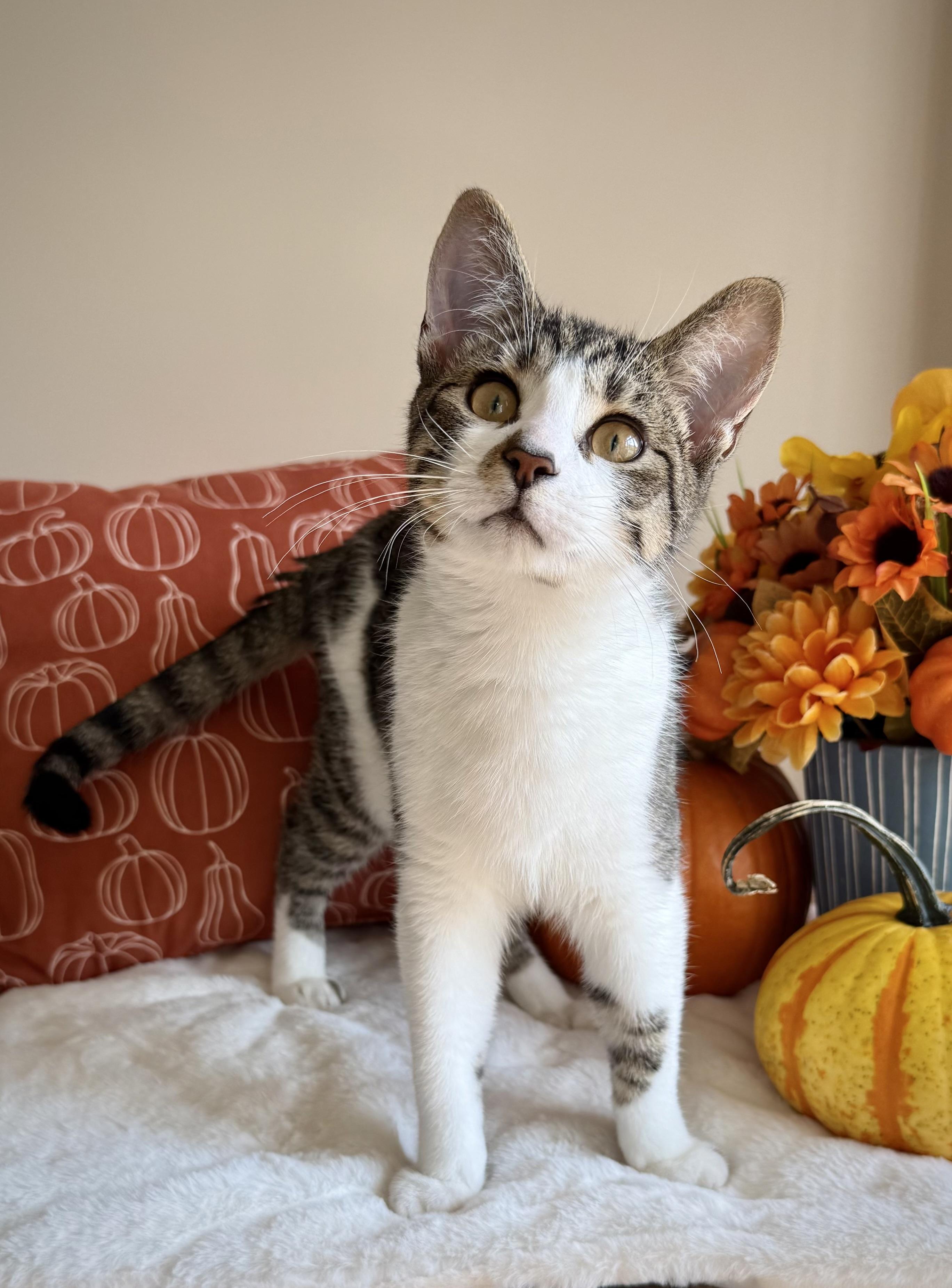 Enlarge Canary, a Adoptable Domestic Short Hair in Manchester, MD image 2/4