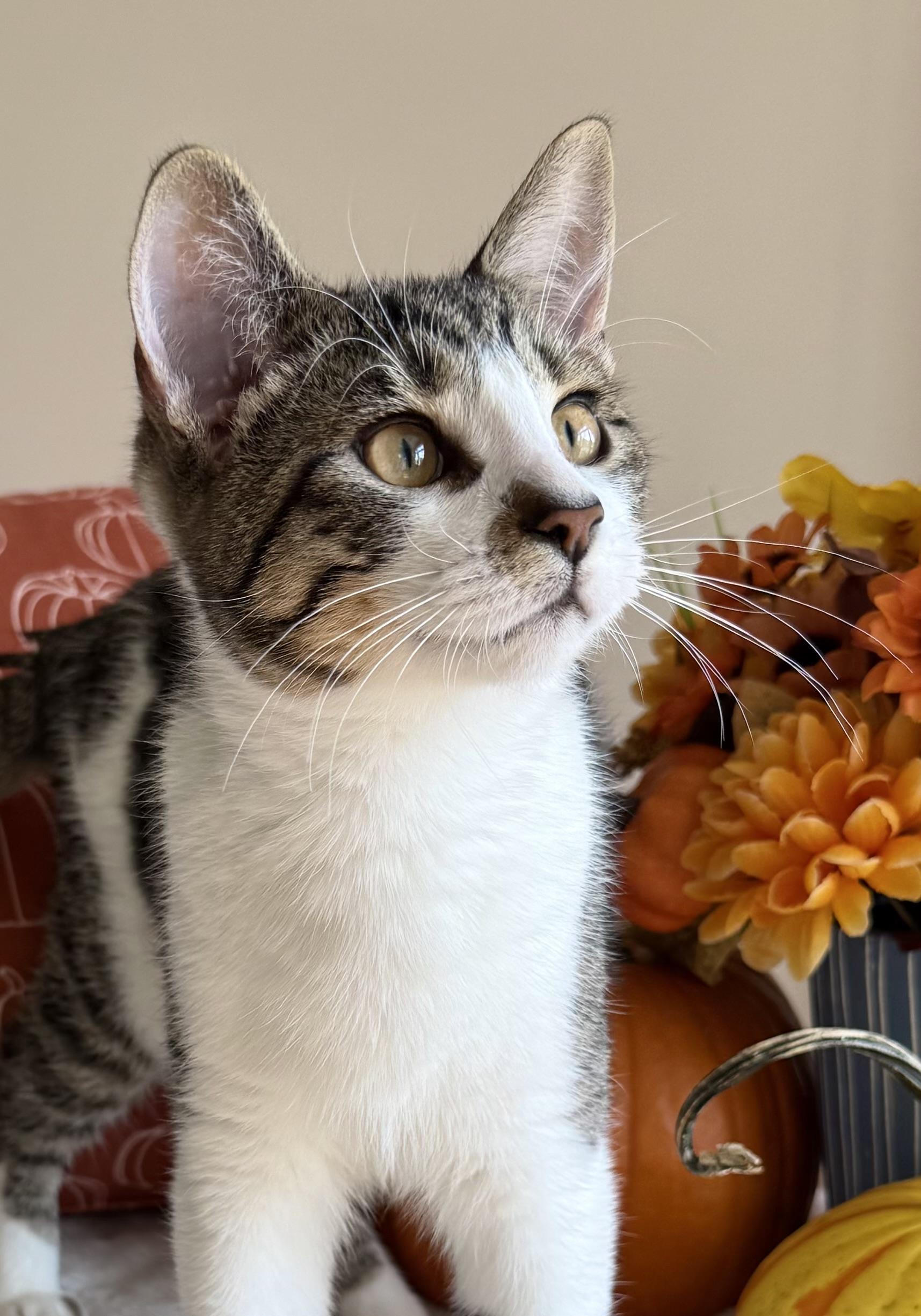 Enlarge Canary, a Adoptable Domestic Short Hair in Manchester, MD image 3/4