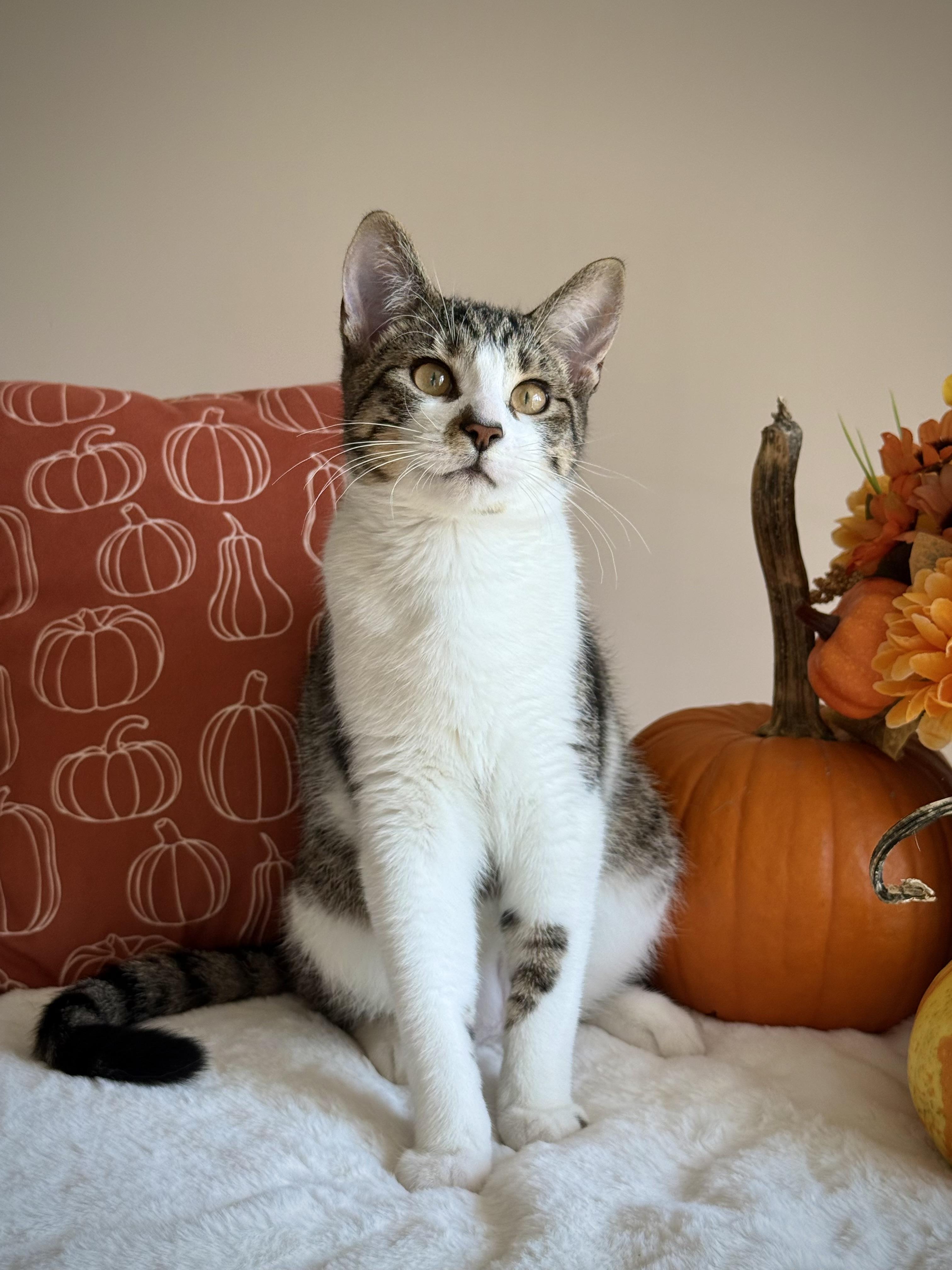Canary, Adoptable, Young Male Domestic Short Hair.