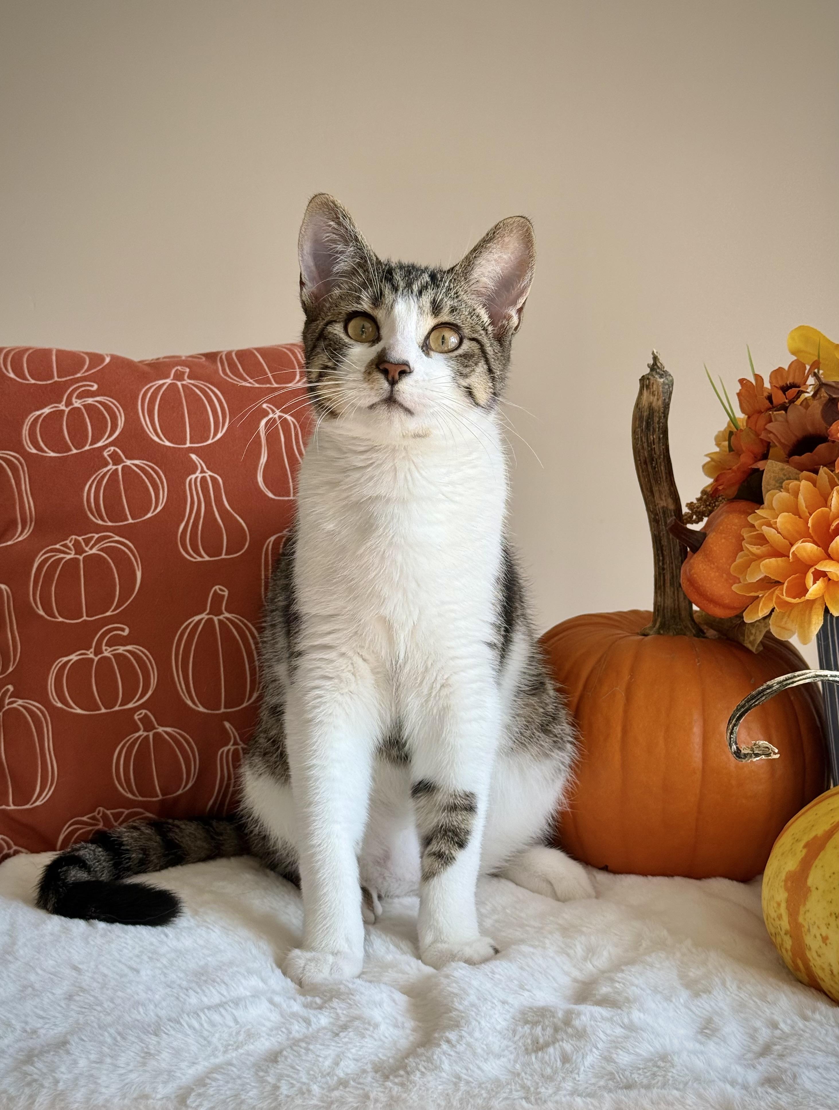 Enlarge Canary, a Adoptable Domestic Short Hair in Manchester, MD image 4/4